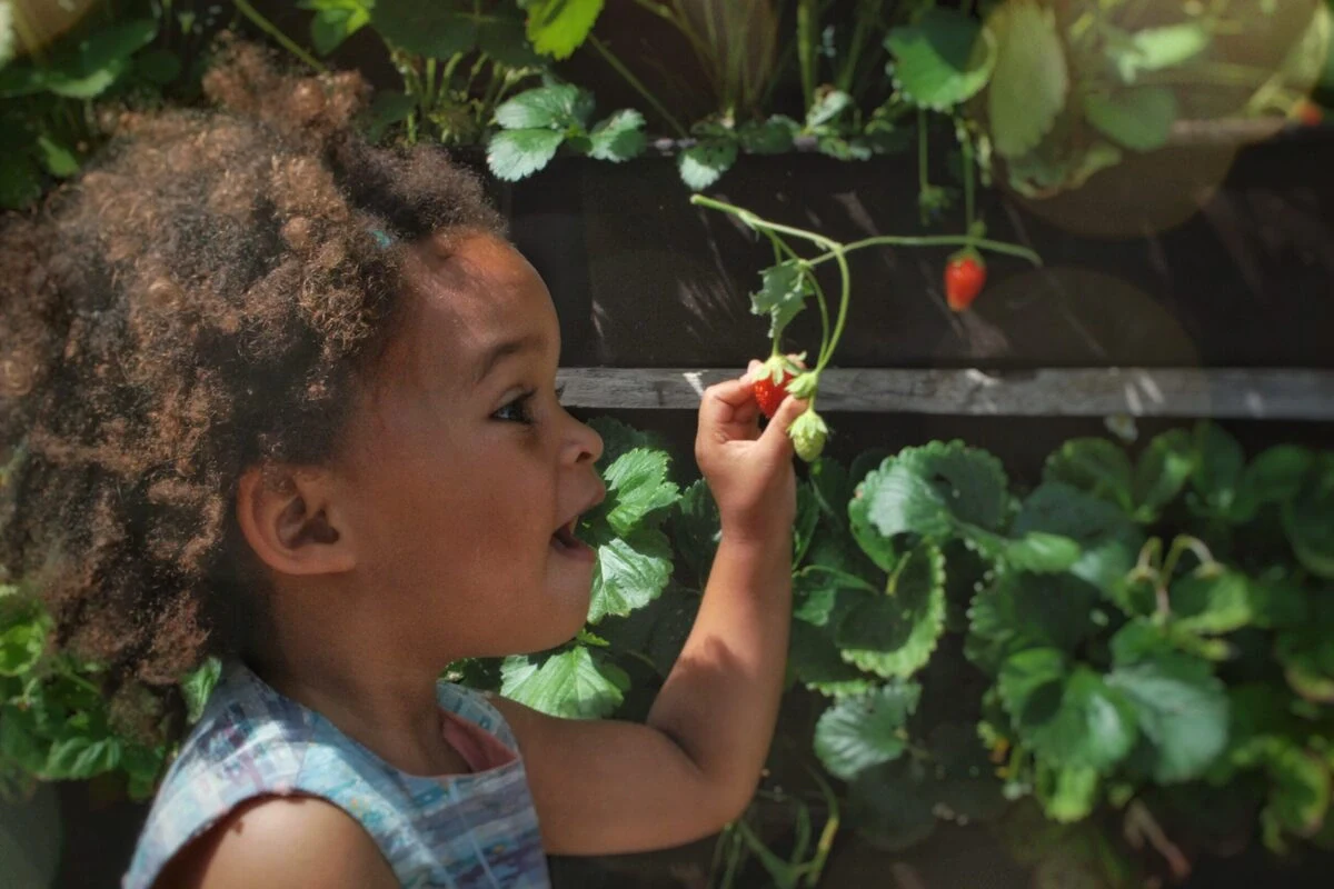 little-black-girl-picking-strawberries-and-happy-because-of-trust-accounting A smiling girl in a blue shirt holding hands with the person appointed with guardianship of the estate and trust accounting.